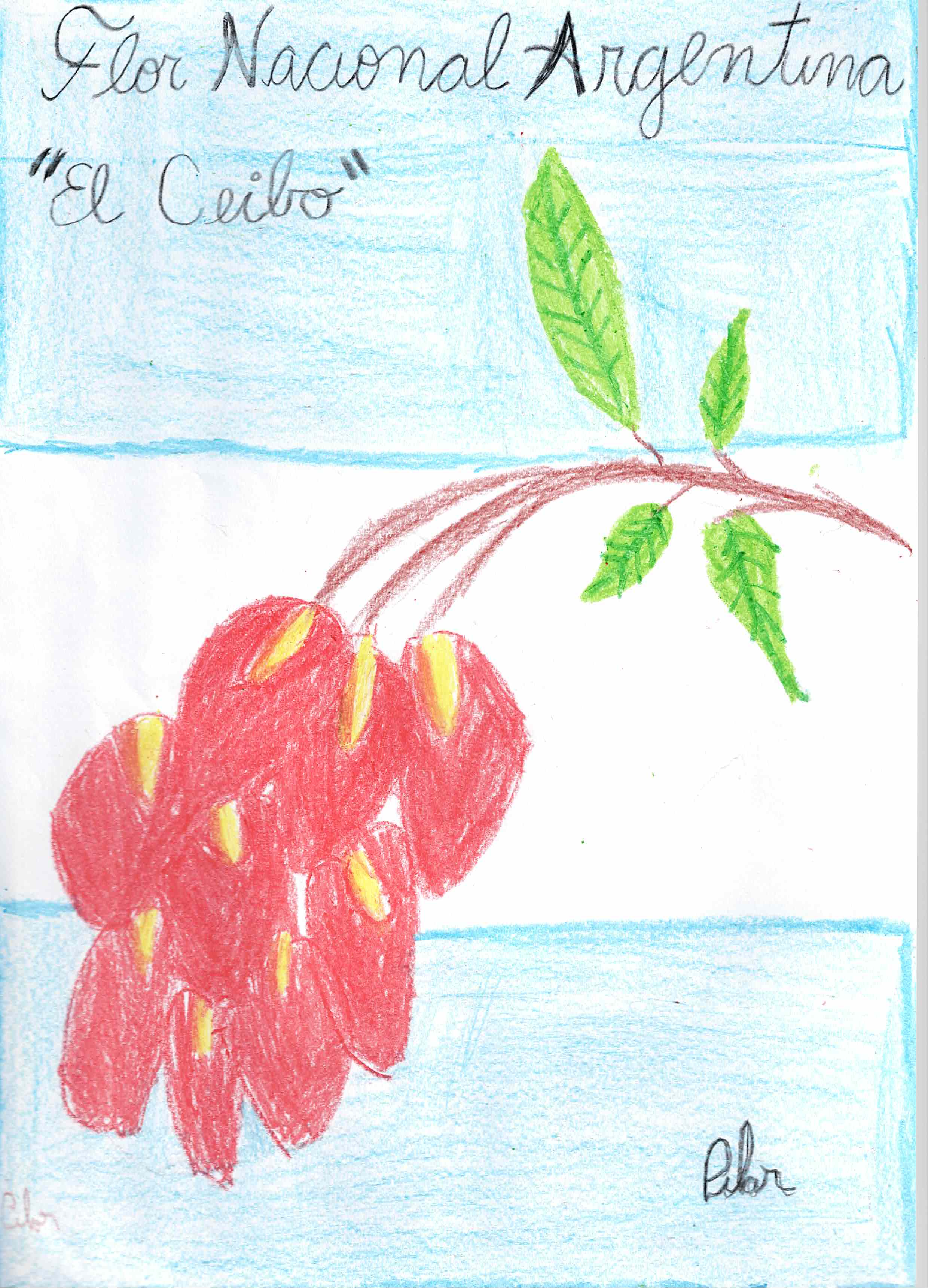 Flor Nacional Argentina — El Ceibo by Pilar